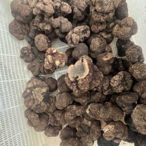 Common Tuber Indicum