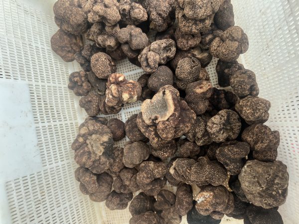 Common Tuber Indicum