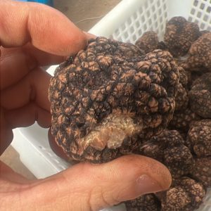 Nice Truffle