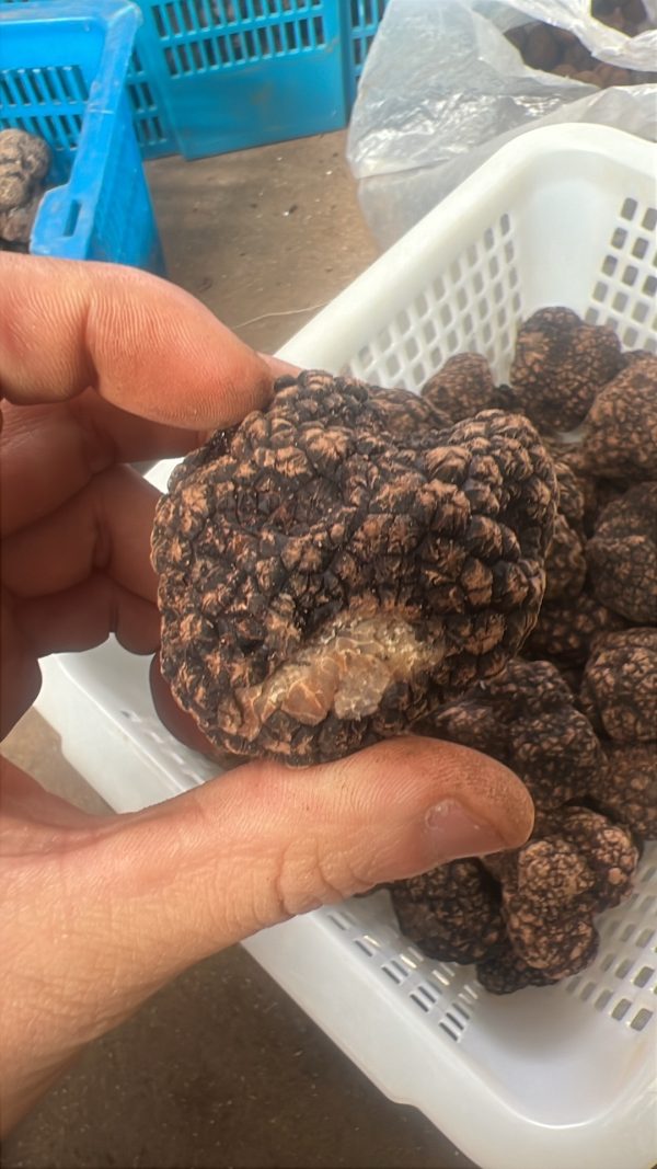 Nice Truffle
