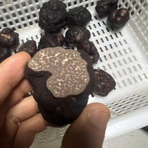 False Himalayan truffle