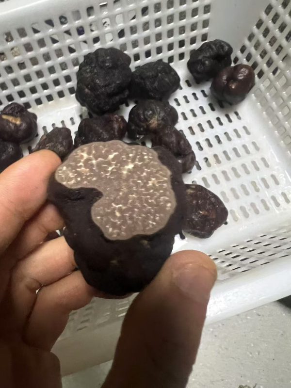 False Himalayan truffle